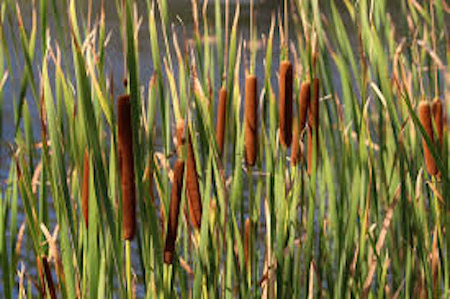 Für einen sauberen See  - für den Flora-Typ