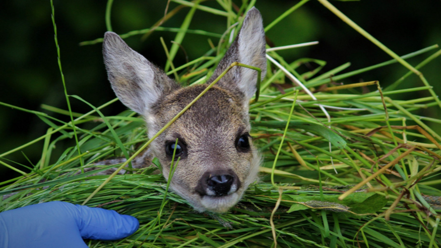 Herzensangelegenheit Rehkitzrettung