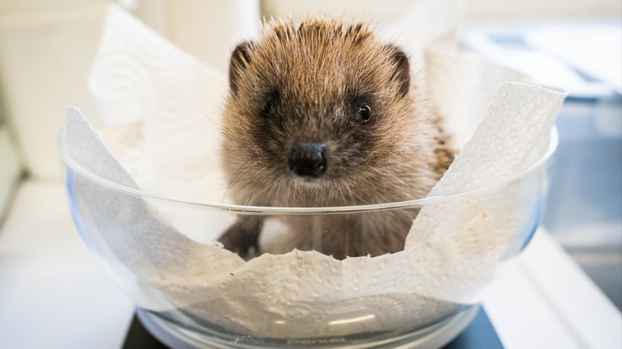 Weihnachtswunder für Igel