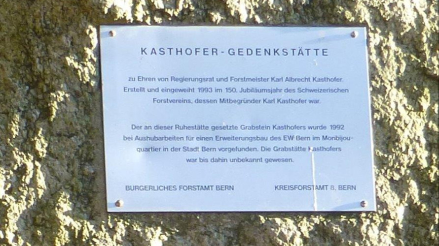 Lassen wir diese Bäume wachsen!