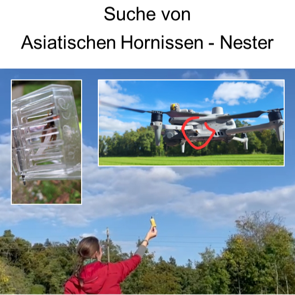 Begleitung der Asiatischen Hornissen-Suche