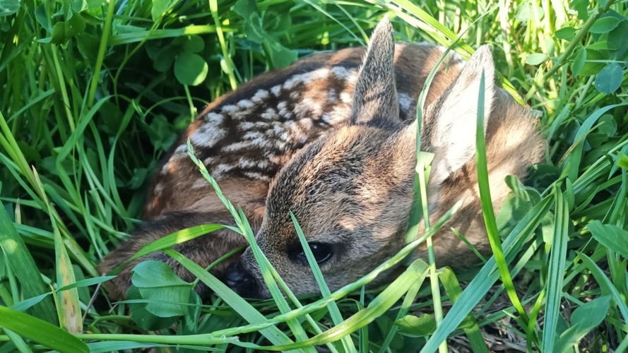Drohne zur Rehkitzsuche