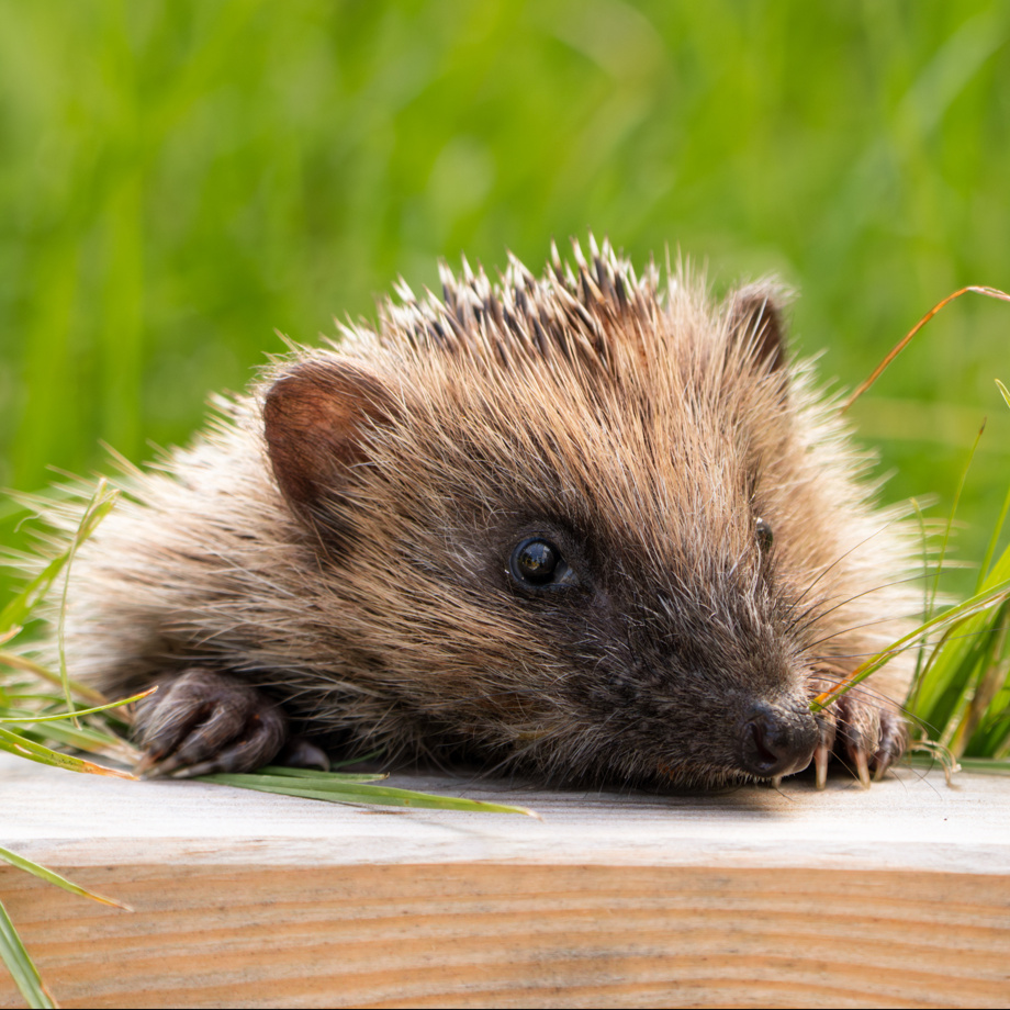Halbes Hundert Stacheldank