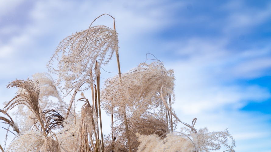 Instandstellung Vereinshaus + Wege