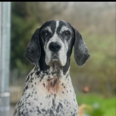 Unsere Hunde – Teil 1: Malou, mit der alles begann
