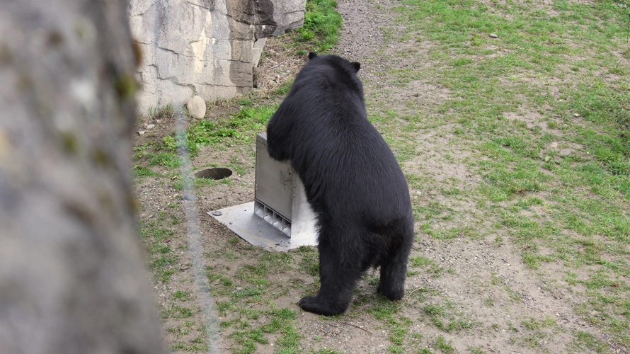 BÄREN SOLLEN IN AROSA WIEDER WAS ZU LACHEN HABEN