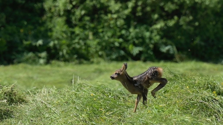 Rehkitzrettung Niedersimmental - Diemtigtal