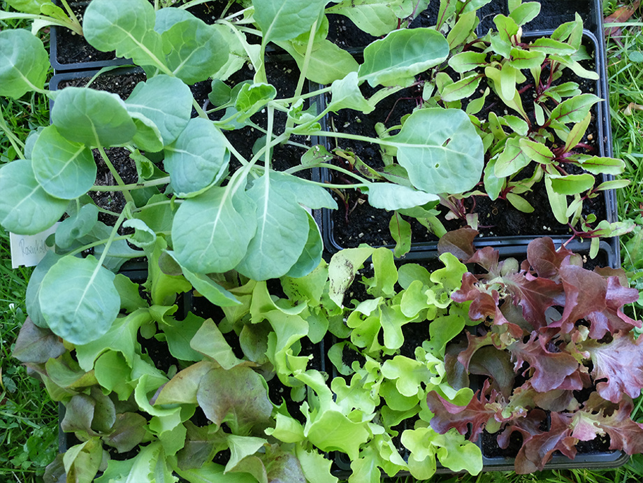 Salat pflanzen