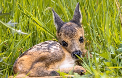 Rehkitzrettung Salmsach & Umgebung