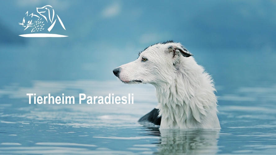 Stiftung Paradiesli, Tierheim für Ob- und Nidwalden