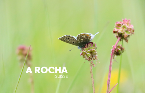 A Rocha Suisse