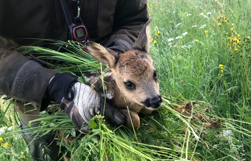 Rehkitzrettung Niedersimmental - Diemtigtal