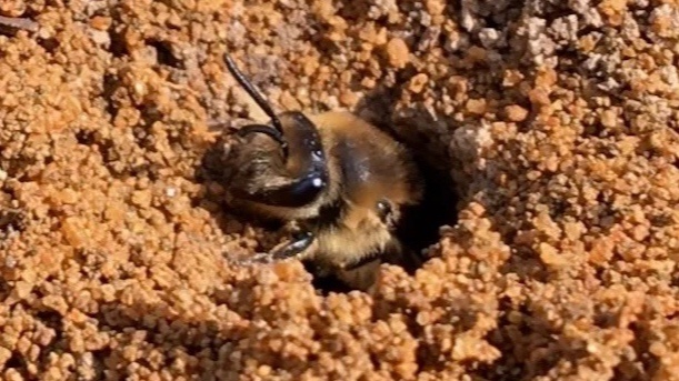 Sandlinsen für Wildbienen