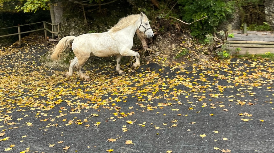 Verein Pferdestall Rigi Kaltbad First