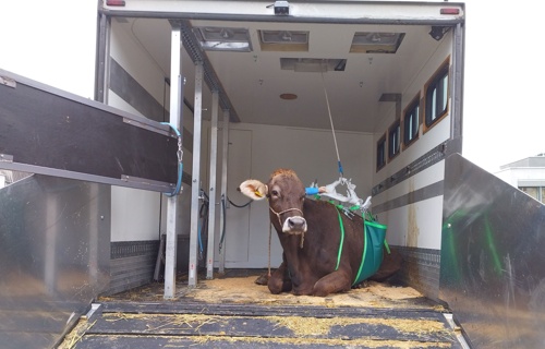 Grosstier-Rettungsdienst CH/FL Ambulanzausbau Thurgau