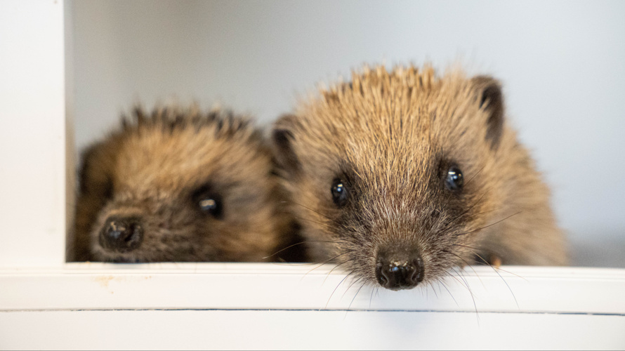 Weihnachtswunder für Igel