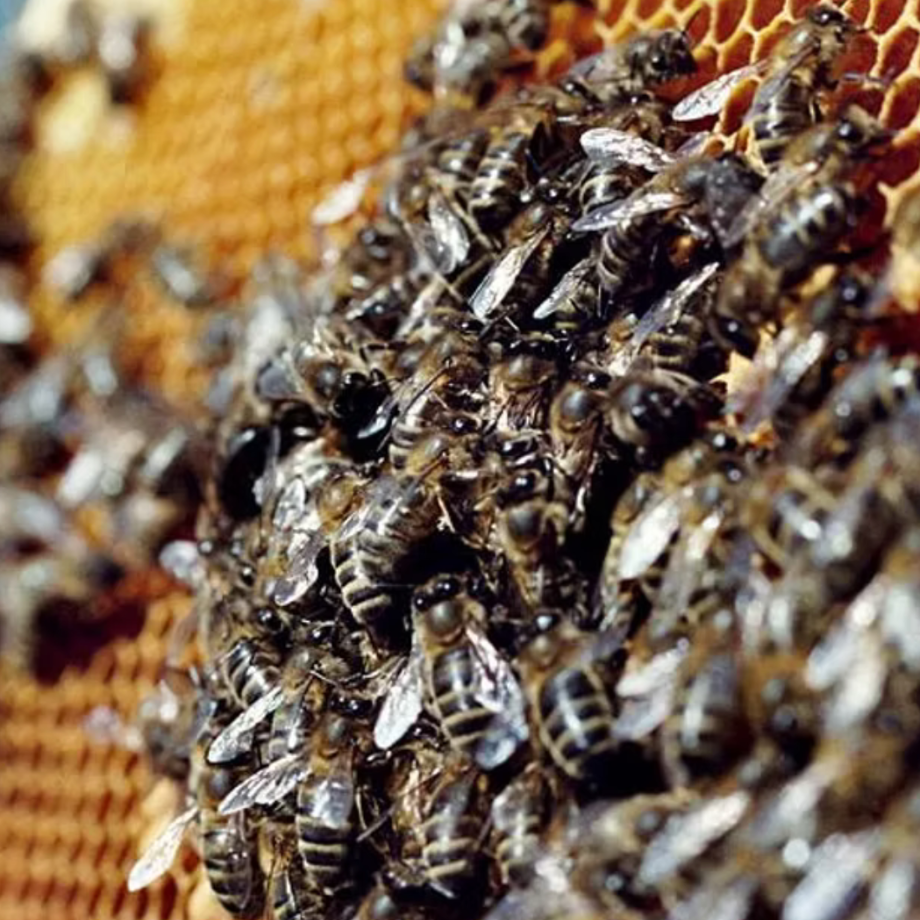 Patenschaft für eine Bienenkönigin