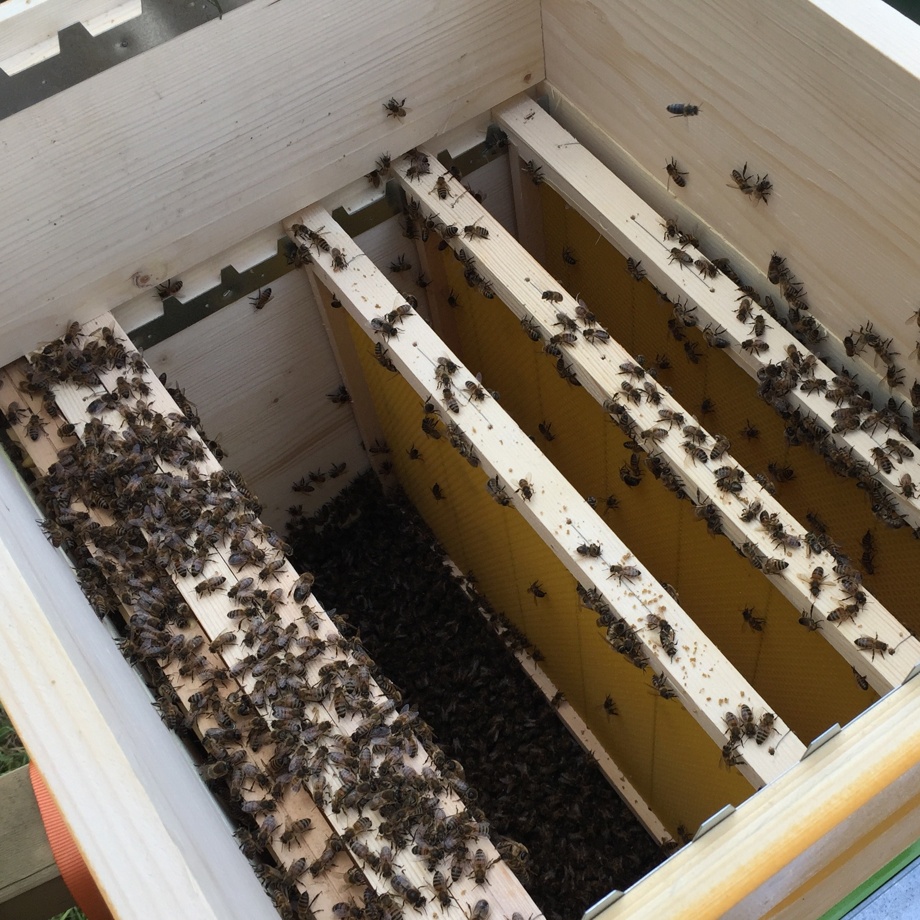 Patenschaft Jungvolk + 1kg Honig