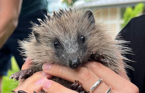 Aufbau Anfangsstation für Igel in der Zentralschweiz