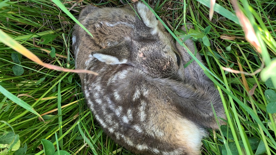 Rehkitzrettung Thun und Umgebung