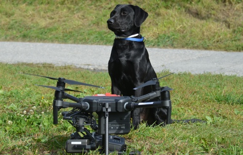 Drohnensuche für Tiere