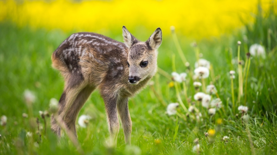 Rehkitzrettung Nordwestschweiz