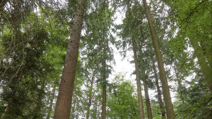 Lassen wir diese Bäume wachsen!