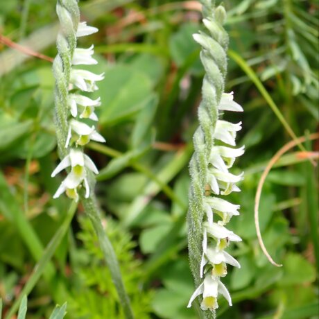 Arbeitseinsätze im August 2025