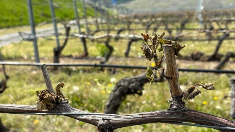 Association Groupe indépendant Vigne-Avenir BIO