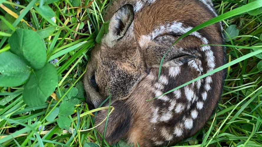 Rehkitzrettung im Kt. Thurgau