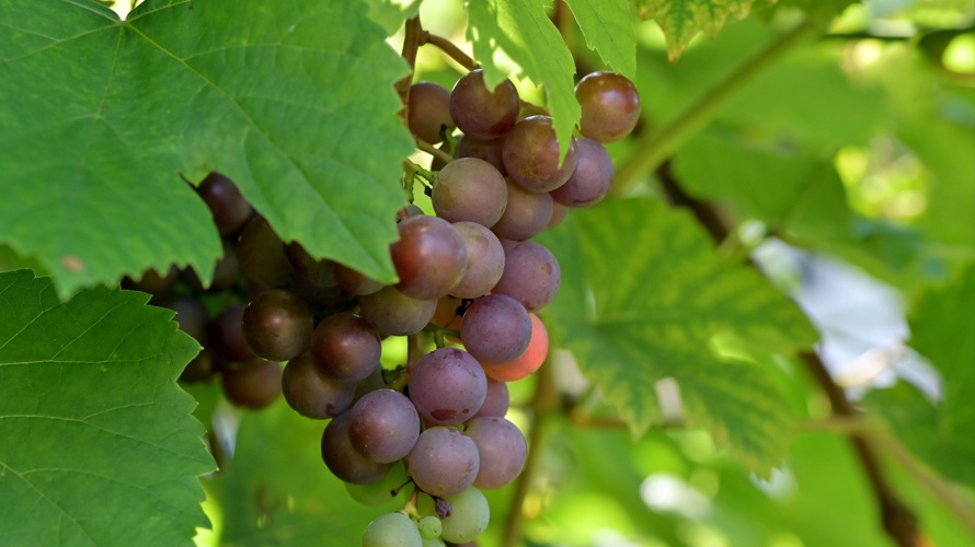 Association Groupe indépendant Vigne-Avenir BIO