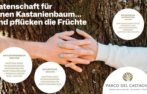 Adoptiere einen Kastanienbaum!