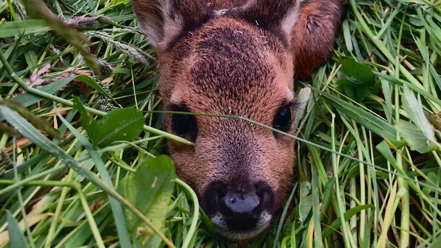 Wärmebilddrohne für den Verein Rehkitzrettung ND