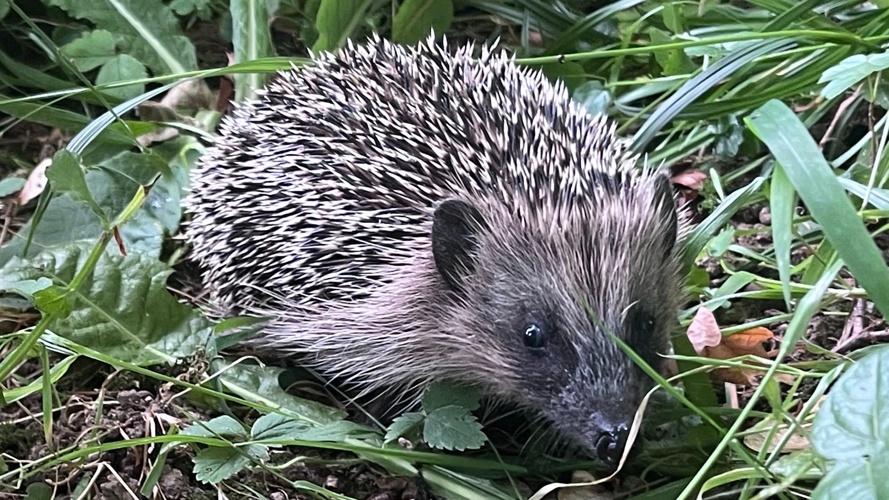 Igel Hilfe Kanton Zug