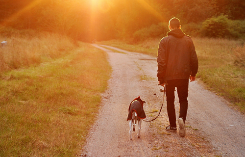 FREEDOGS - Une chance pour tous !