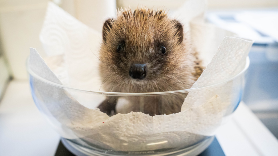 Verein Igel-Hilfe Schweiz
