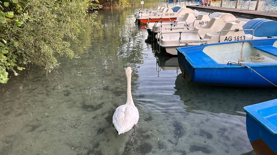 Neue Pedalos für das Arbeiterstrandbad Tennwil