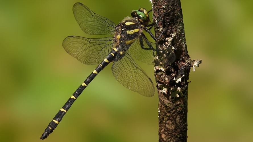 Jubiläumsschrift 100 Jahre Natur- und Vogelschutzverein Zeiningen