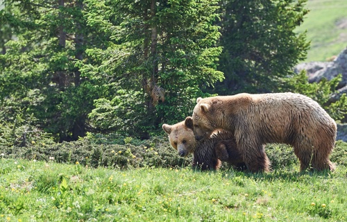 BÄREN SOLLEN IN AROSA WIEDER WAS ZU LACHEN HABEN