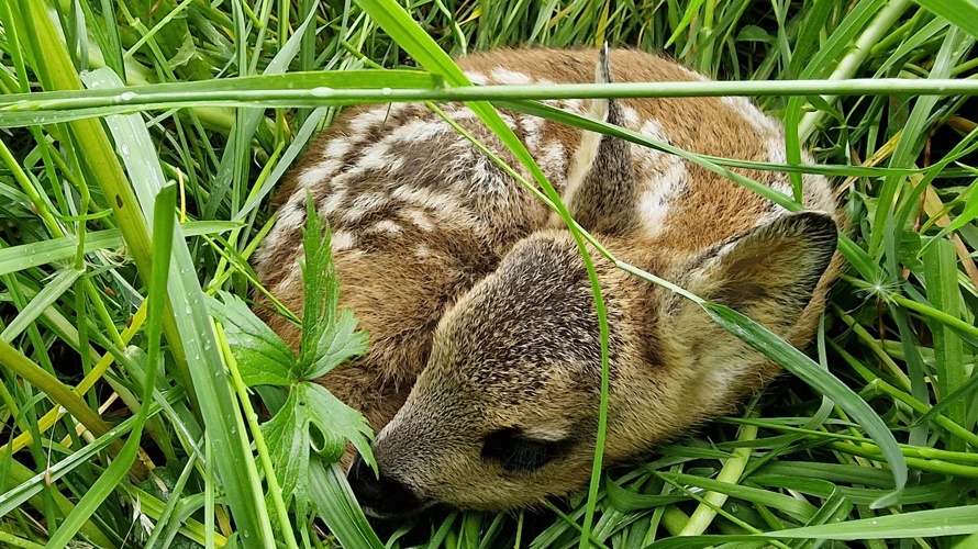 Rettet die Rehkitze im Kandertal