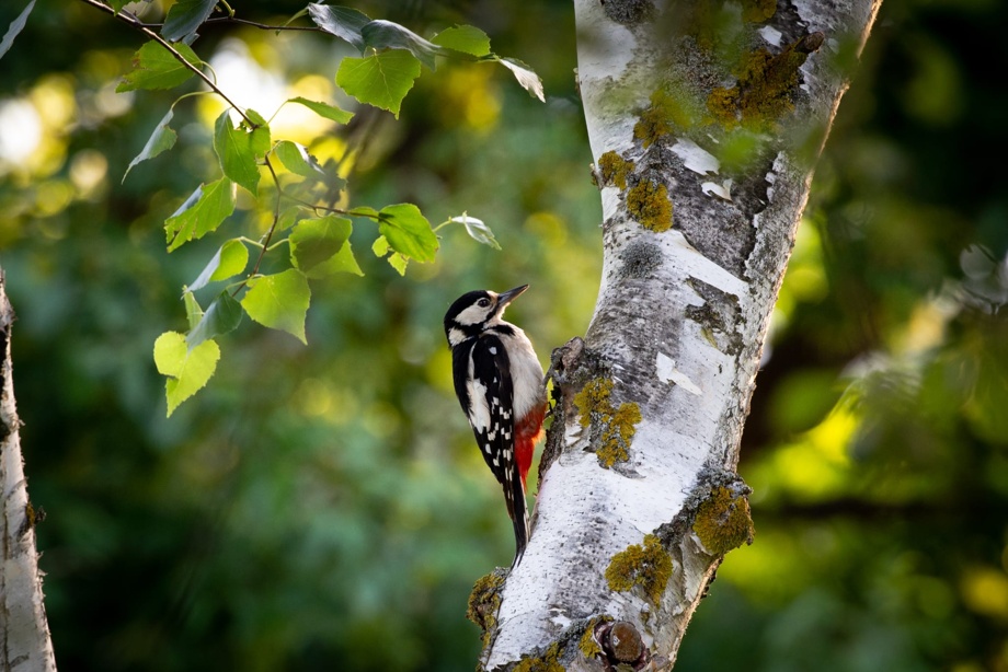 Visite ornithologique du parcours de golf