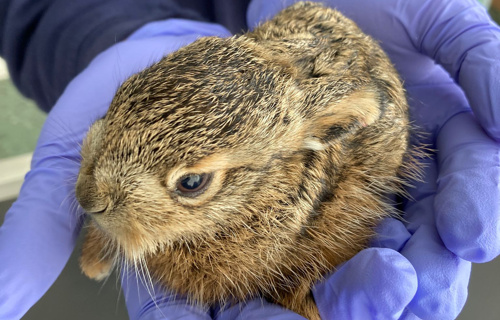Hilf uns den einheimischen Wildtieren zu helfen