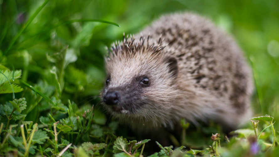 Unterschlupf im Schlipf