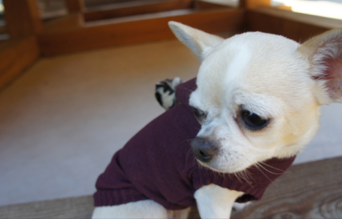 Tierschutz mit Puppy Angel