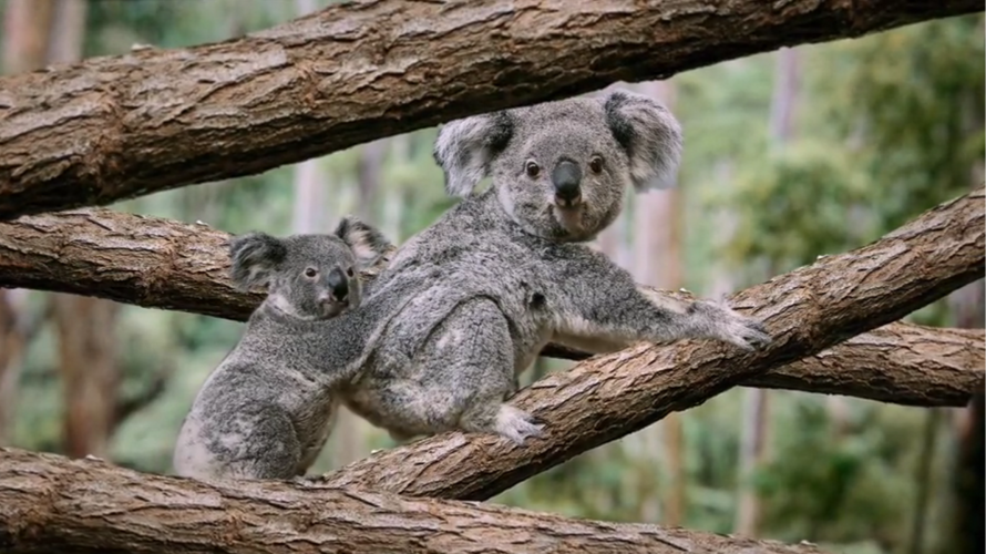 Zoofäscht – Koala braucht Baum