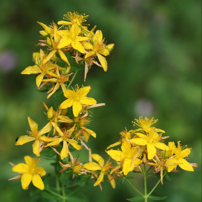 Parrainage d'un Millepertuis