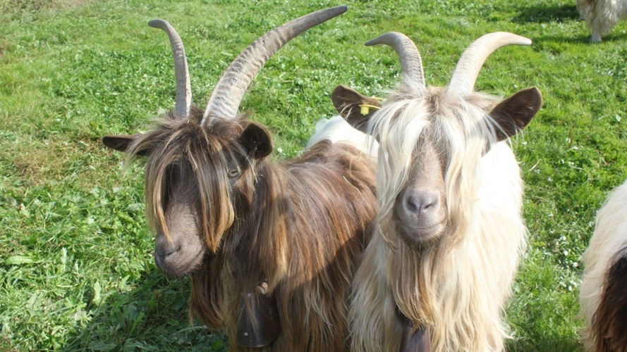 Umbau Schweinestall für nachhaltige Ernährung
