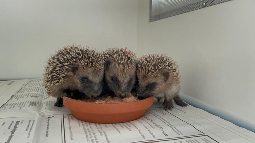 Hilfe für unsere Igelbabies