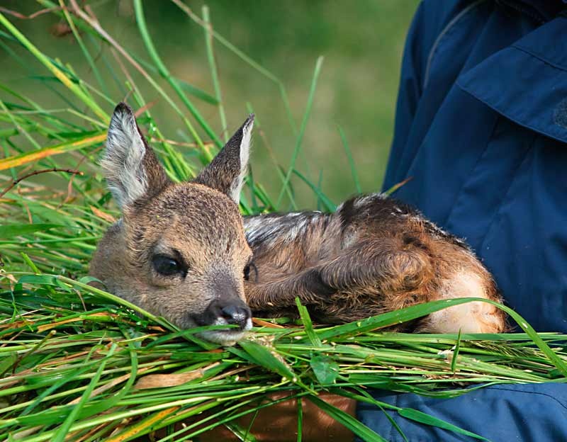 Participation à une journée de sauvetage