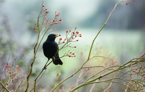Verein Natur und Umwelt Bubikon-Wolfhausen